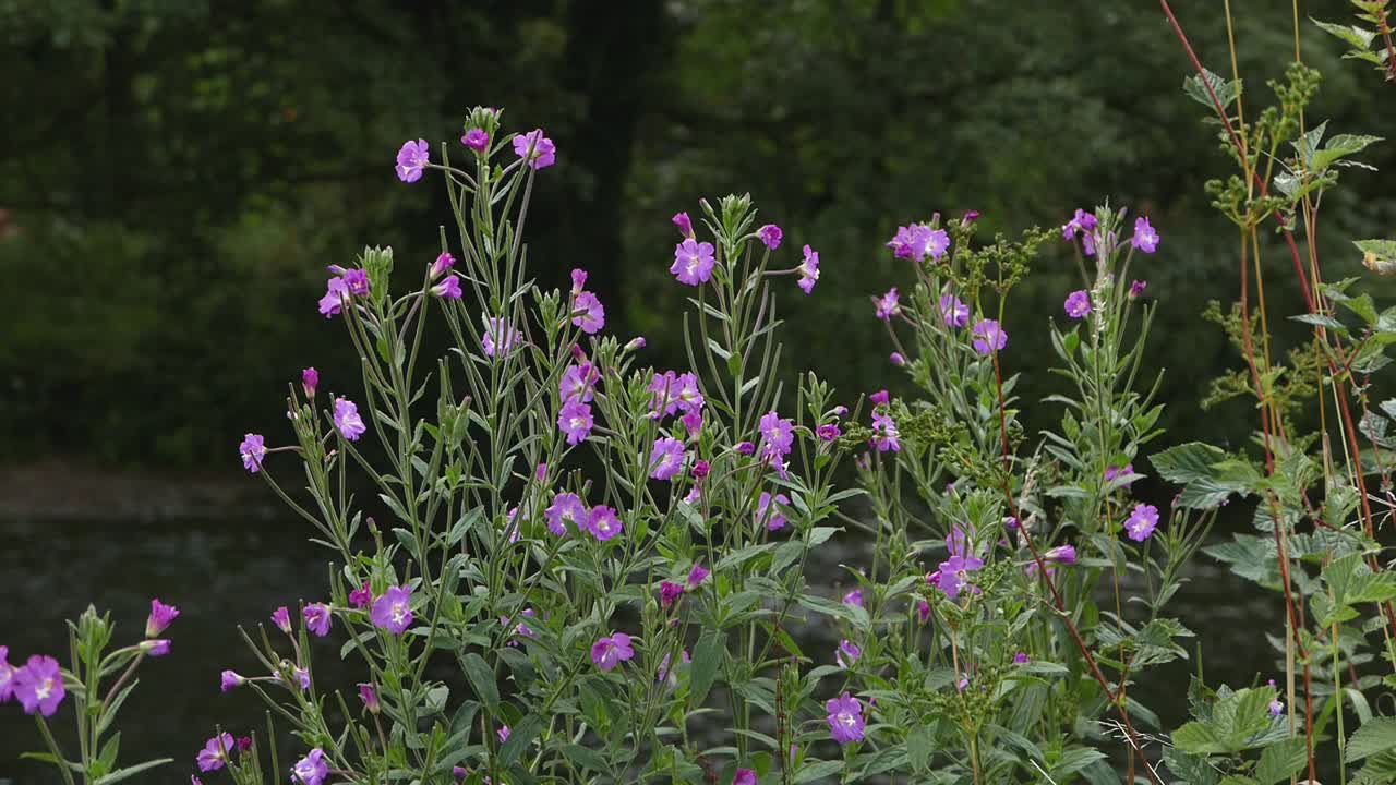 gran hierba de sauce, epilobium hirsutum, que crece en las orillas del río wye
