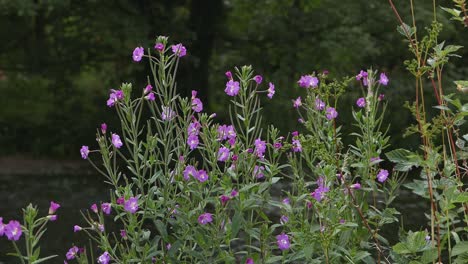 Mayor-Sauce,-Epilobium-Hirsutum,-Creciendo-En-Las-Orillas-Del-Río-Wye