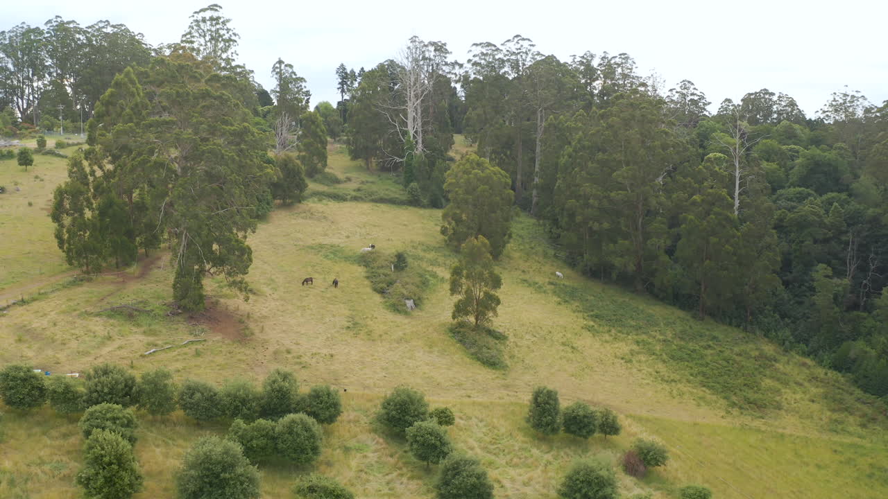 descenso suave y acercamiento a la granja de aficionados donde los caballos y las vacas pastan en praderas naturales