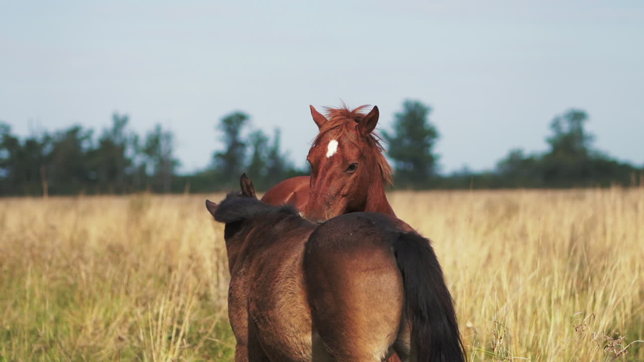 Mother horse licks foal cleaning side of body in affectionate parental manner in grassy field