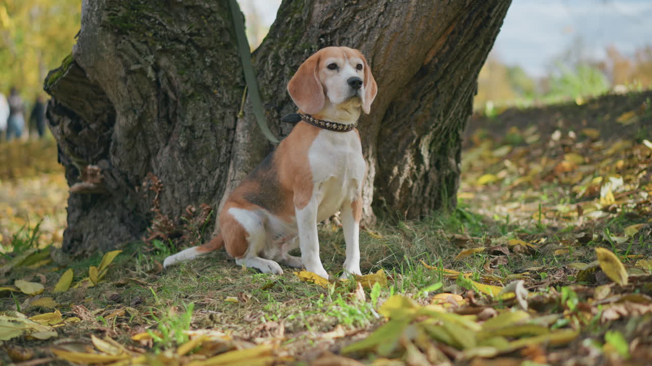 beagle dog on leash sitting attentively near tree trunk in autumn park, gazing thoughtfully into distance while group of people walks in soft blur through background covered with fallen yellow leaves