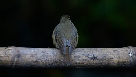 Papamoscas-Azul-De-La-Colina-Posado-En-Un-Bambú,-Cyornis-Whitei