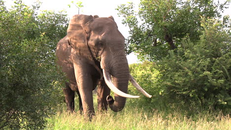un enorme toro elefante de cuello en musth, con largos colmillos que se alimentan de vegetación exuberante