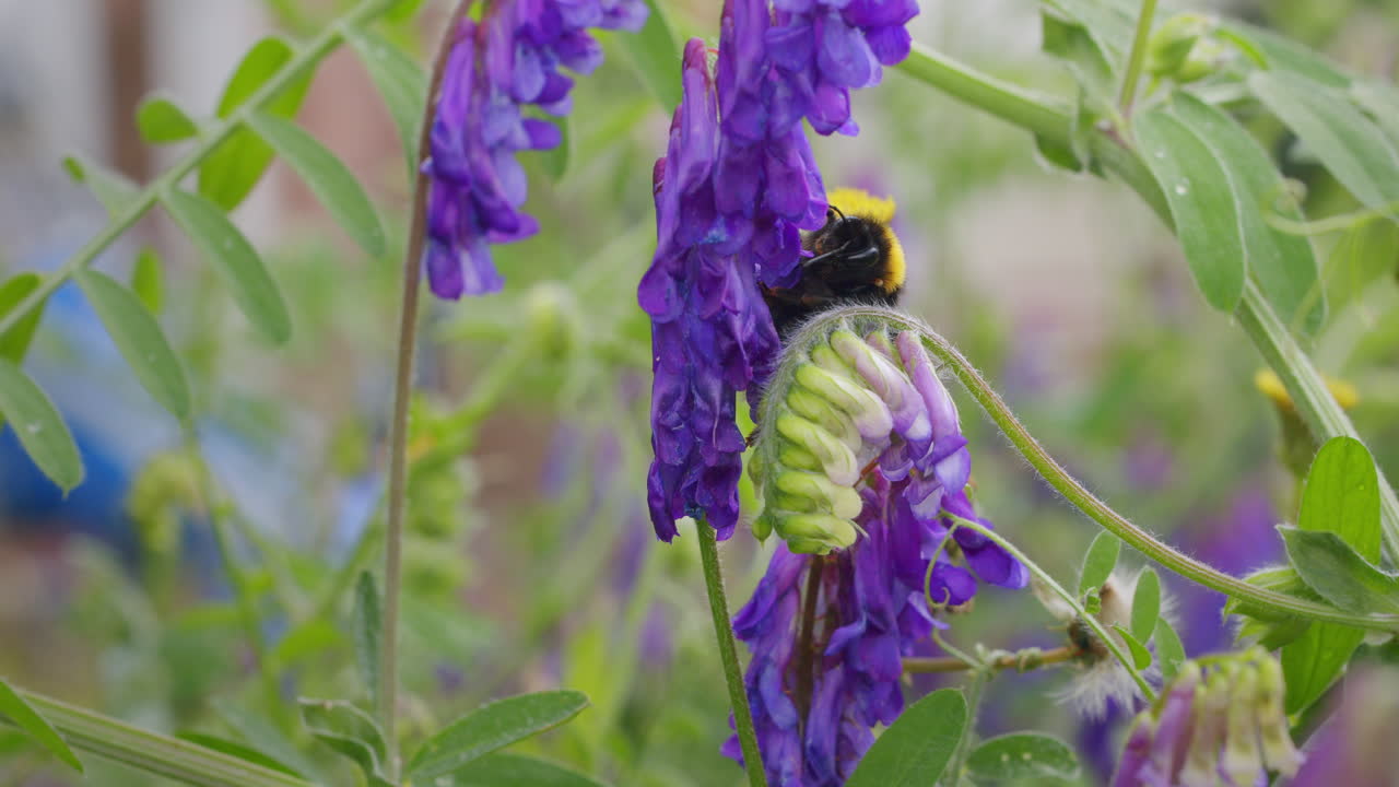 macro vida silvestre