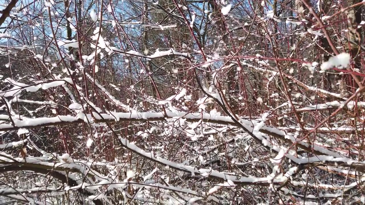 Tree branches in the winter forest.
