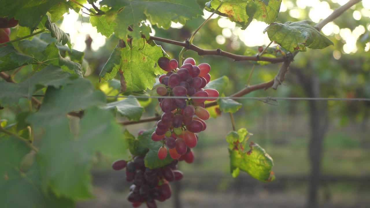 Sunrise timelapse at grape vineyard