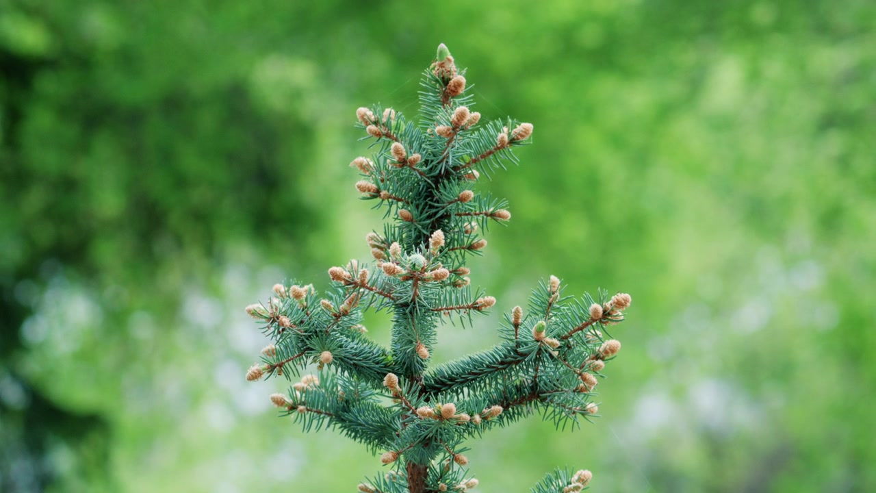 Eine Detailaufnahme eines Kiefernzweigs mit frischen Knospen vor einem sanften grünen Hintergrund