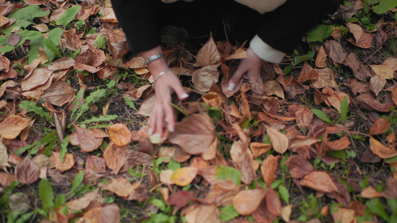 High angle view of forest explorer bending to gather dry brown leaves with hands, moving palms over ground to pile foliage into tidy heap, close detail of bracelets and nails