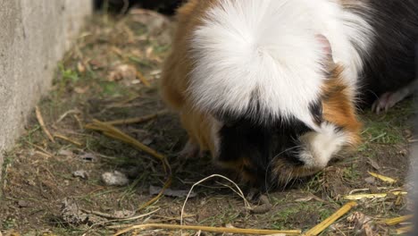 close up of cute white and brown guinea pig looking for food 4k