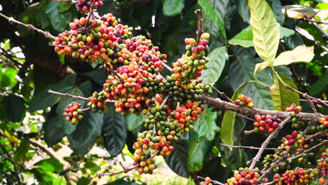 arabica coffee berry fruit growing on tree on coffee plantation