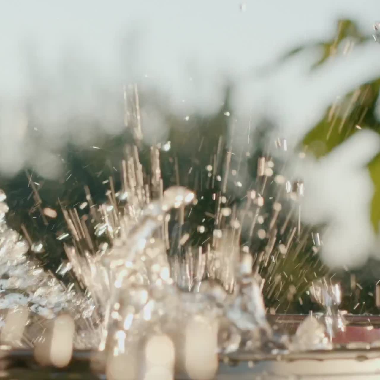 복숭아가 물통에 빠지다