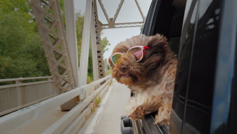 The-Dog-Looks-Out-Of-The-Window-Of-The-Car-In-Motion-In-The-Rearview-Mirror-You-Can-See-The-Driver-P