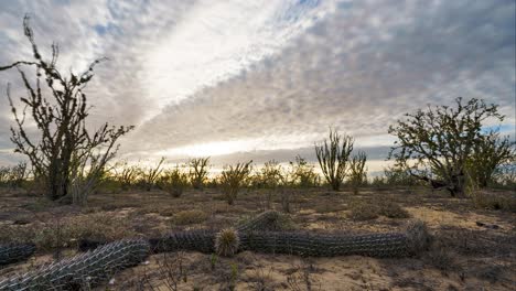 motion timelapse of cloudy sky over desert landscape with cactus plant lying on the ground