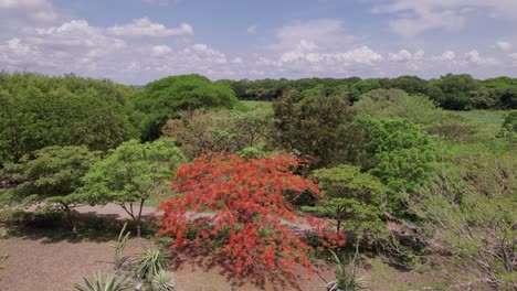 Entdecken-Sie-Einen-Leuchtend-Rot-Blühenden-Baum-Im-Herzen-Der-Majestätischen-Bergwildnis