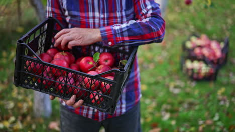 unrecognized old man looking over the apples in the box. farmer checking up apples he picked up from the trees. blurred backdrop.