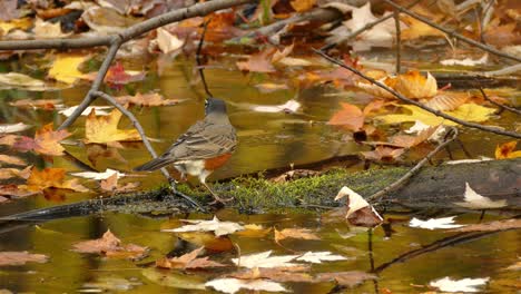 american robin hunting for food in tree trunk on pond full of fallen autumn leaves