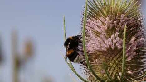 close up shot of bumblebee on flower gathering pollen during sunny day against blue sky in summer season