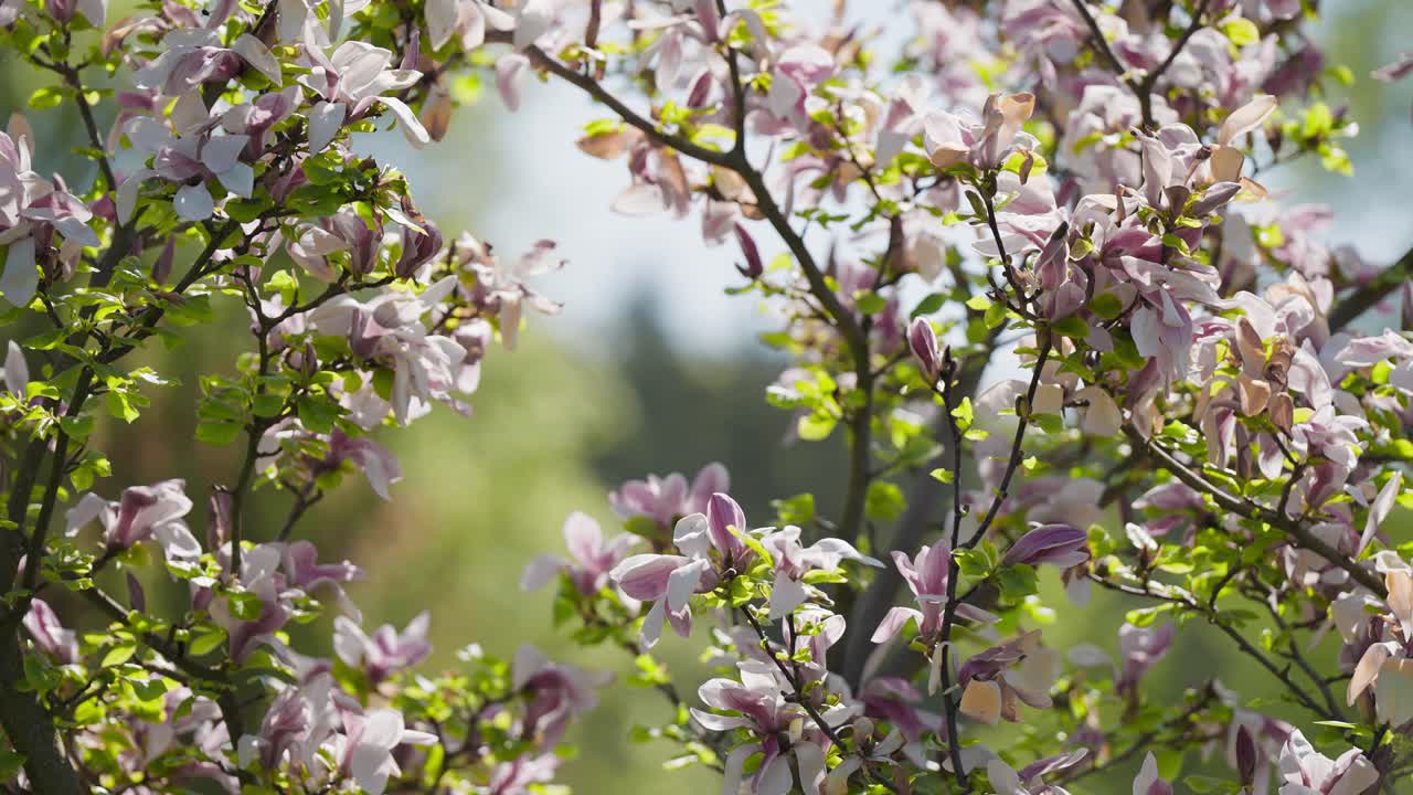Delicate, fragrant magnolia flowers in full bloom