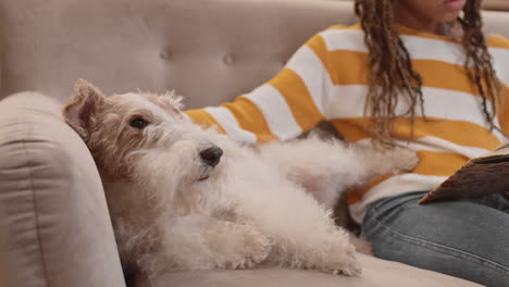 dog lying on couch near owner