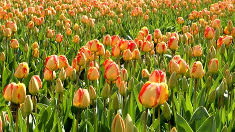 colorful tulips waving in the wind