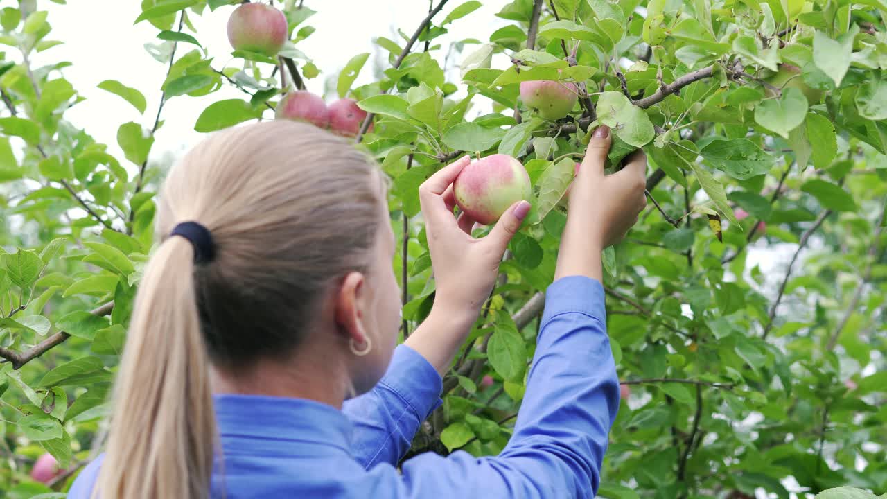 A young girl in the garden picks an apple and holds it in her hands
