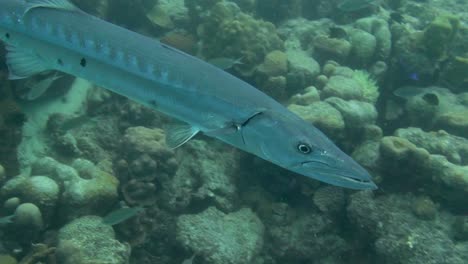 curiosos círculos de barracudas