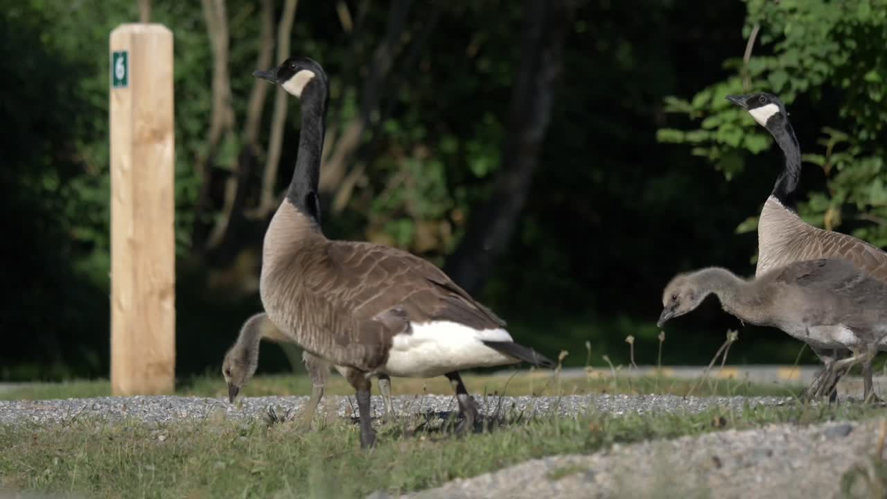 Coppia di oche canadesi con pulcino che beccano cibo a terra