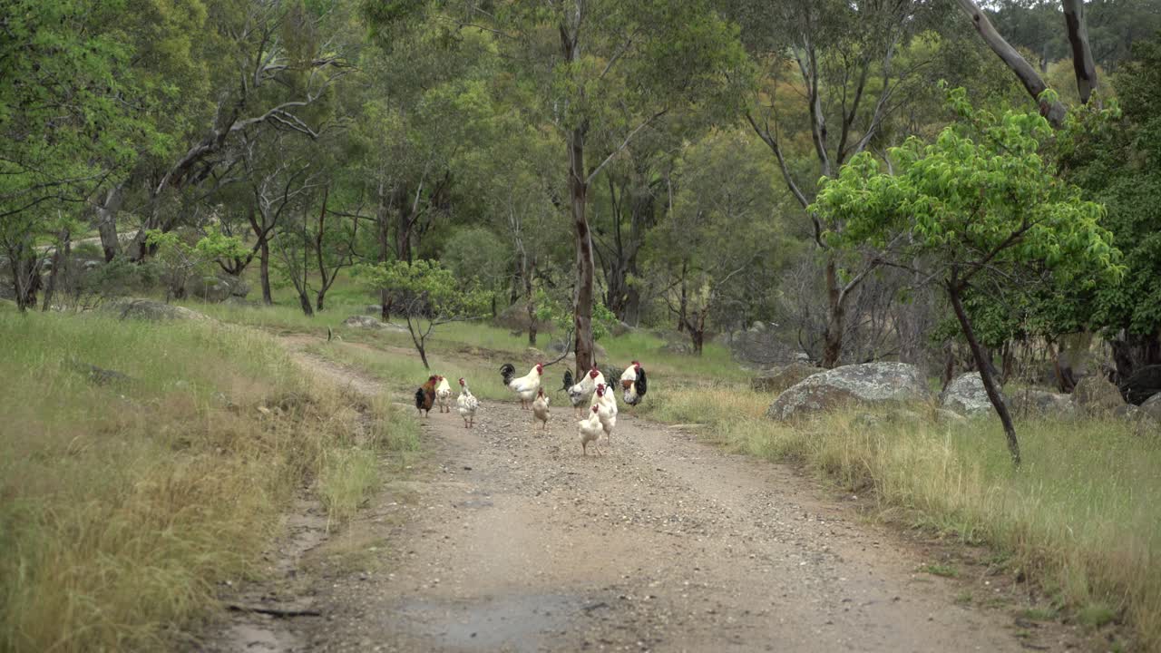 비포장 도로에서 카메라를 향해 걸어가는 닭과 수탉