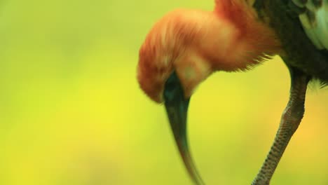 ibis terráqueo de cabeza naranja y cuello extemo de cerca