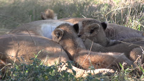 lion cubs suckling in the african wild