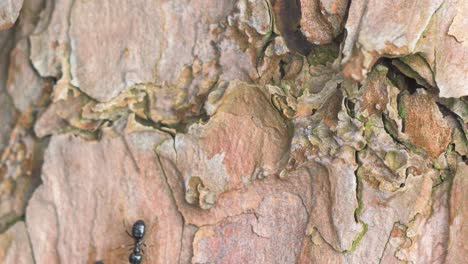 Silky-ants-move-on-the-nest,-anthill-with-silky-ants-in-spring,-work-and-life-of-ants-in-an-anthill,-sunny-day,-closeup-macro-shot,-shallow-depth-of-field