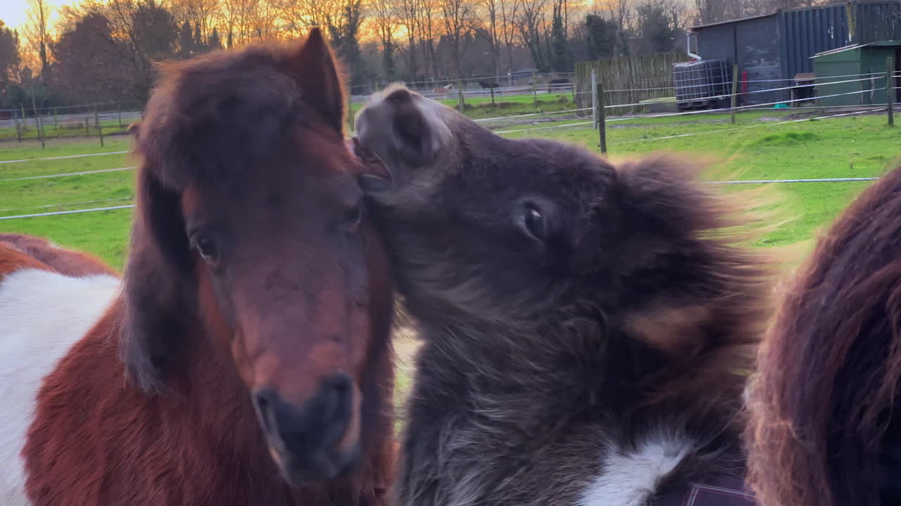 ponis jugando en la cálida puesta de sol en invierno, disparados en ligera cámara lenta