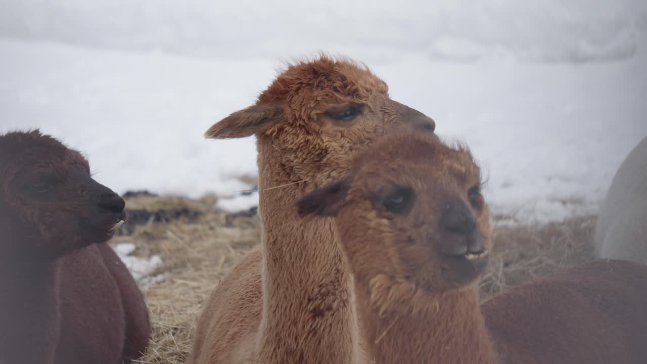 Group of alpacas resting together on snowy ground during cold weather in winter time.