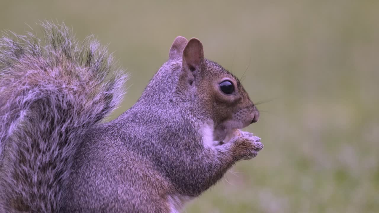 ardilla gris alimentación pan linda mamífero animal salvaje naturaleza reino unido