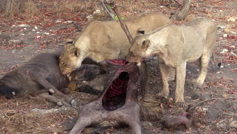 long-shot-of-two-lionesses-with-their-prey---wildebeest