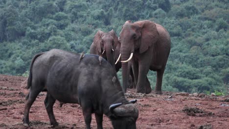 Eine-Gruppe-Von-Elefanten-Und-Kaffernbüffeln-In-Geschützter-Natur-In-Afrika