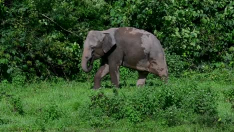 los elefantes asiáticos son especies en peligro de extinción y también son residentes de tailandia