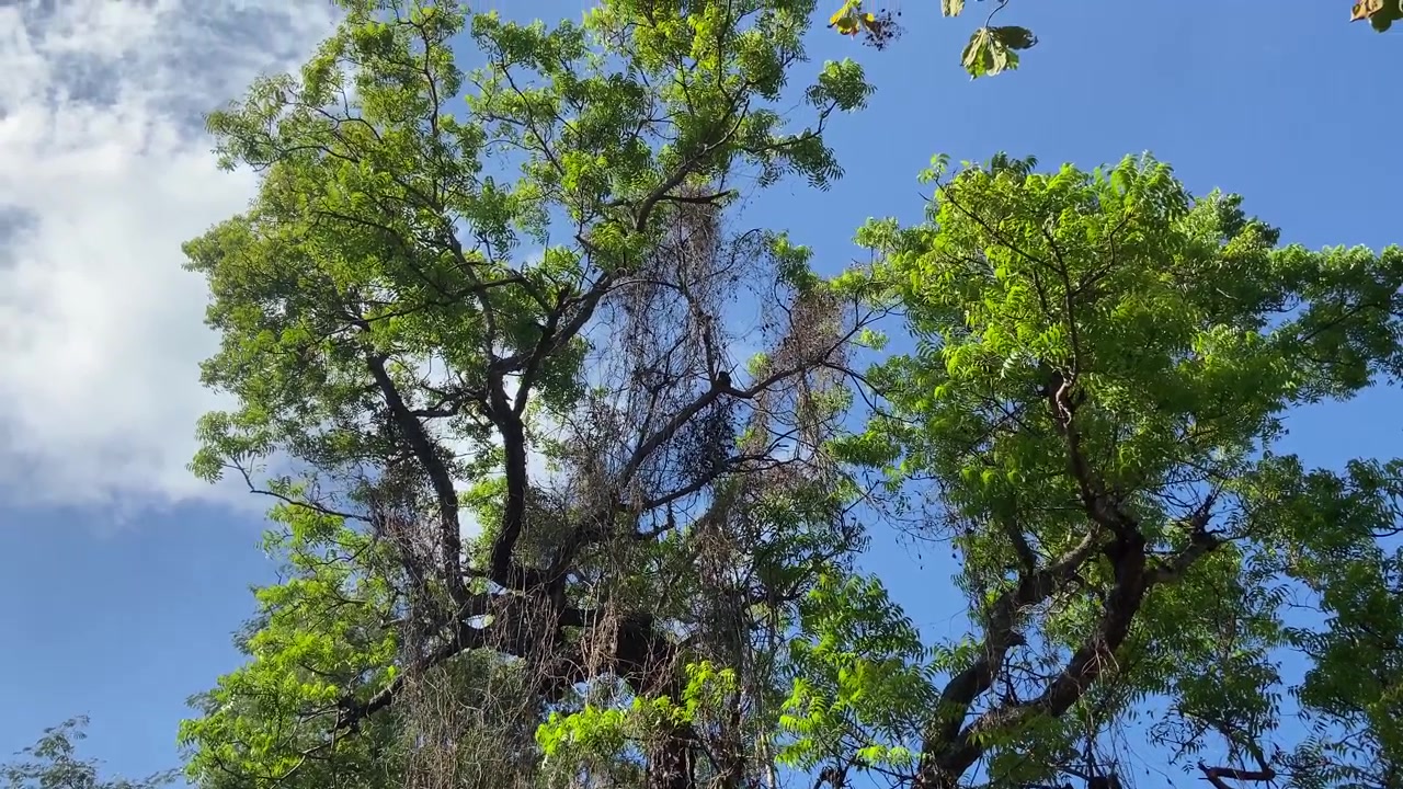 Copa de árvore verde vibrante contra um céu azul claro