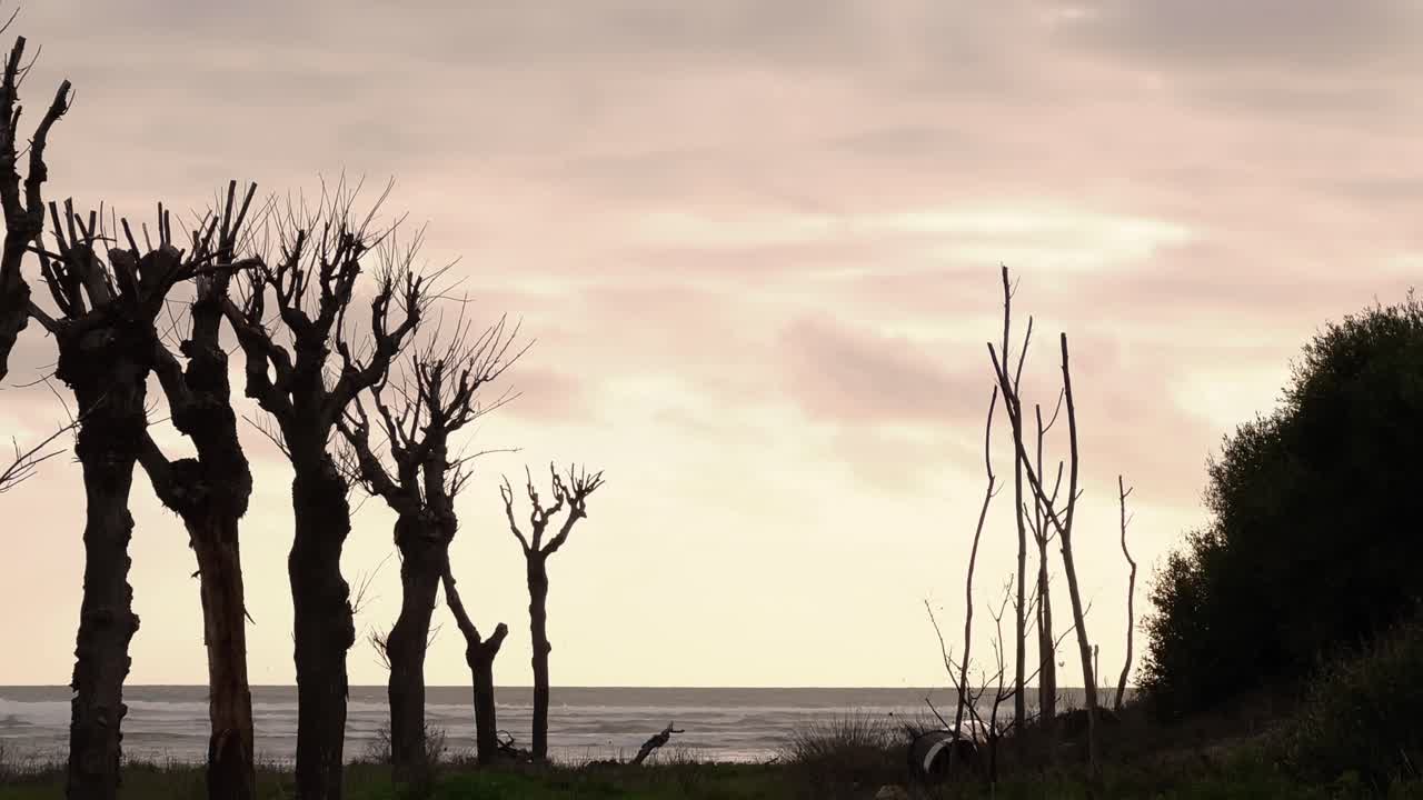 Naked tree branches silhouette against the dynamic motion of moving clouds, creating an artsy and moody concept. Sea coastal area trees.