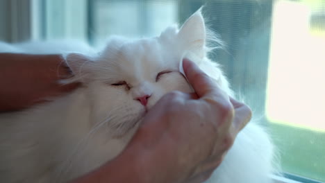 Die-Entzückende,-Flauschige-Weiße-Perserkatze-Wird-Im-Fenster-Gepflegt