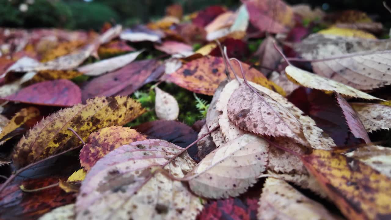 Colorful autumn leaves resting on a lush bed of moss, forming a vibrant tapestry that showcases the beauty of nature's seasonal change