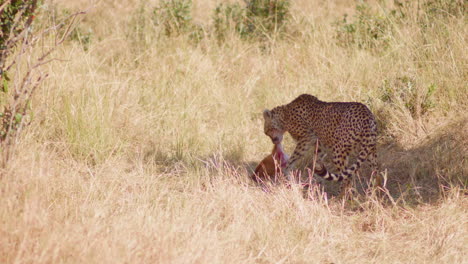 A-cheetah-settles-down-in-the-shade-to-eat-her-kill,-a-small-gazelle