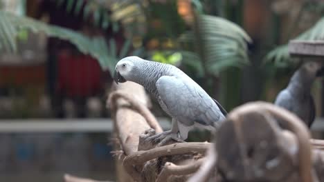 intelligent tame congo african grey parrot, psittacus erithacus grooming, preening and scratching neck feathers with its feet to maintain preen oil