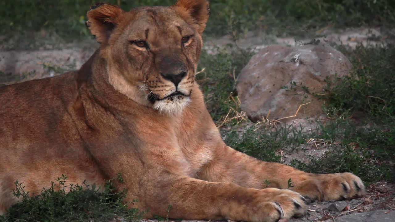 leona graciosa sentada y relajada en el suelo en un zoológico