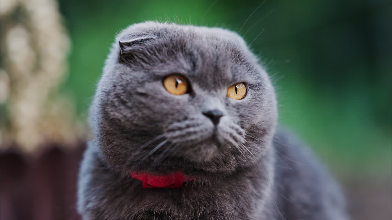 Close up of a Scottish Fold cat with orange eyes and a red collar in a garden with a blurred background