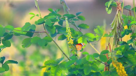 Schmetterling,-Der-An-Sonnigen-Tagen-Auf-Grünem-Busch-In-Wilder-Natur-Sitzt,-Zeitlupe