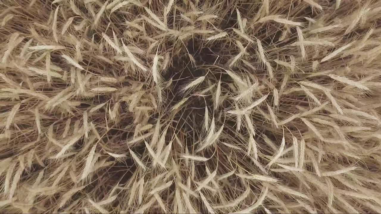 Aerial topdown video of corn in the wind in the middle of the summer.