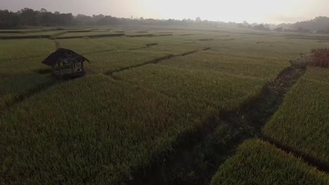 Campo-De-Arroz-Al-Amanecer,-Toma-Aérea-Del-Campo-De-Arroz-Al-Amanecer