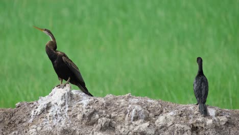 Oriental-Darter-Anhinga-melanogaster-and-Little-Cormorant-Microcarbo,-4K-Fooage