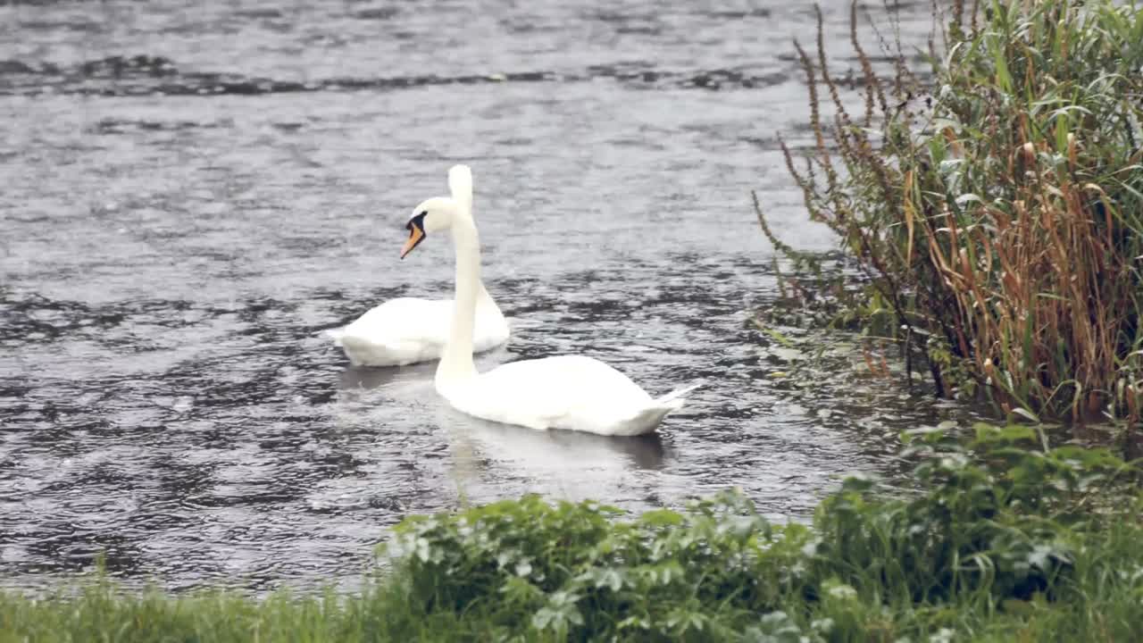 cisnes en el río bajo la lluvia